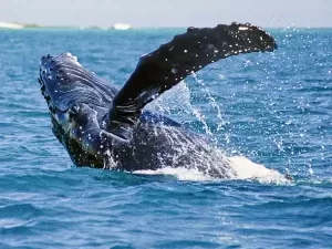 Qué hacer en Puerto Vallarta México