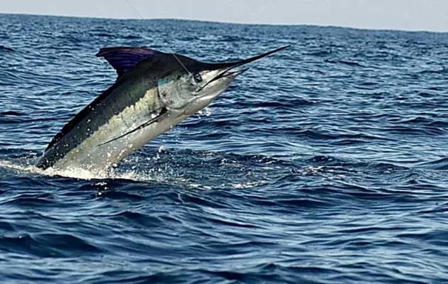 Nuevo Vallarta Fishing Charters in Bahia de Banderas and Riviera Nayarit