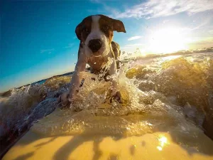 Punta de Mita Surfing Beaches